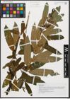 Foto von Salix triandra L.